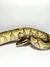 Python Ball Lesser (Python regius)