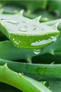 Jabón de aloe Vera facial/corporal - Vida Cosmética Natural