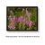 Quadro Decorativo Parque Nacional - Mimosa pudica - comprar online