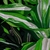 Dracaena fragrans - comprar online