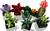 Lego Botanicals Suculentas 10309 - comprar en línea