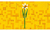 Lego® Iconic Narcisos Set De Construcción De La Colección Botanical Pieza De Exhibición Con Flores 40747 - tienda en línea