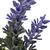 Buque Mini Lavanda Violeta (1un) - comprar online