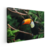 Quadro Decorativo Esplendor Tropical: O Tucano na Selva - comprar online