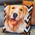 Imagem do Capa para Almofada Estampada - 40 x 40cm - Suede Aveludado - Golden Retriver