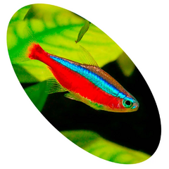 TETRA NEON CARDINAL JUMBO