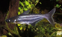 PANGASSIUS M (Pangasius hypophthalmus) ( 10-12 CM)