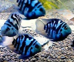 PAPAGAIO BLUE SAPHIRE (POLAR)