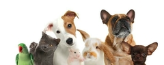 Banner da categoria Pets