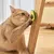 Catnip para Gatos - loja online