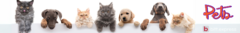 Banner da categoria Amigos Pets