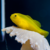 YELLOW CLOWN CORALGOBY