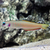 BAR ZEBRA DARTFISH