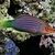 WRASSE SIX LINE - Sixline - Wrasse Sixstripe - PYJAMA