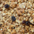 GRANOLA ZERO AÇÚCAR - 100g