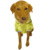 Cachorro vestido Casaco Soft Pet com mangas e gola dobrada, em malha soft atoalhada, na cor amarelo. Acabamento em viés branco.