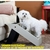 Escada Para Cachorro Subir Na Cama Dog Jump Chalesco - comprar online