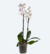 Orquídea Phalaenopsis P12 Multifflora 2 HT - comprar online