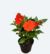 Sunpatiens P11 (beijinho) - comprar online