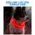 Collar de perro con luz LED Recargable USB Talla M en internet