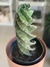 CACTUS ESPIRAL - Savia Boutique de Plantas