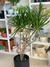 DRACENA MARGINATA - comprar online