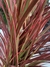 DRACENA TRICOLOR en internet