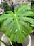 MONSTERA en internet