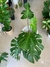 MONSTERA en internet