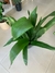 ASPIDISTRA - comprar online