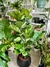 FICUS PANDURATA - tienda online