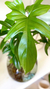 PHILODENDRON FLORIDA - Savia Boutique de Plantas