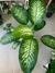 DIEFFENBACHIA TROPIC - comprar online