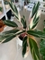 CALATHEA STROMANTHE - Savia Boutique de Plantas