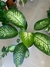 DIEFFENBACHIA TROPIC en internet