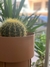 CACTUS GRUSONII REDONDO - comprar online