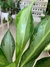 AGLAONEMA FRIEDMAN - tienda online