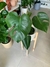 MONSTERA - Savia Boutique de Plantas