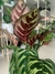 CALATHEA MAKOYANA - Savia Boutique de Plantas