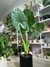 ALOCASIA OREJA DE ELEFANTE - Savia Boutique de Plantas