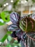 CALATHEA ROSEOPICTA DOTTIE - comprar online