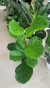 FICUS PANDURATA - Savia Boutique de Plantas