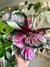 CALATHEA ROSEOPICTA ROSY - comprar online