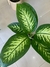 DIEFFENBACHIA TROPIC - Savia Boutique de Plantas