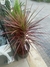 DRACENA TRICOLOR - comprar online