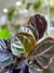 CALATHEA ROSEOPICTA DOTTIE - Savia Boutique de Plantas