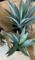 AGAVE TEQUILANA