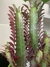 EUPHORBIA - tienda online