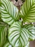 CALATHEA ORBIFOLIA en internet