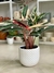 CALATHEA STROMANTHE - comprar online